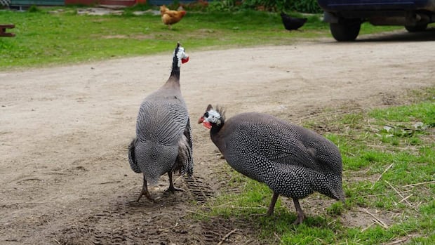 Nova Scotia homeowners turn to guinea fowl for natural tick control