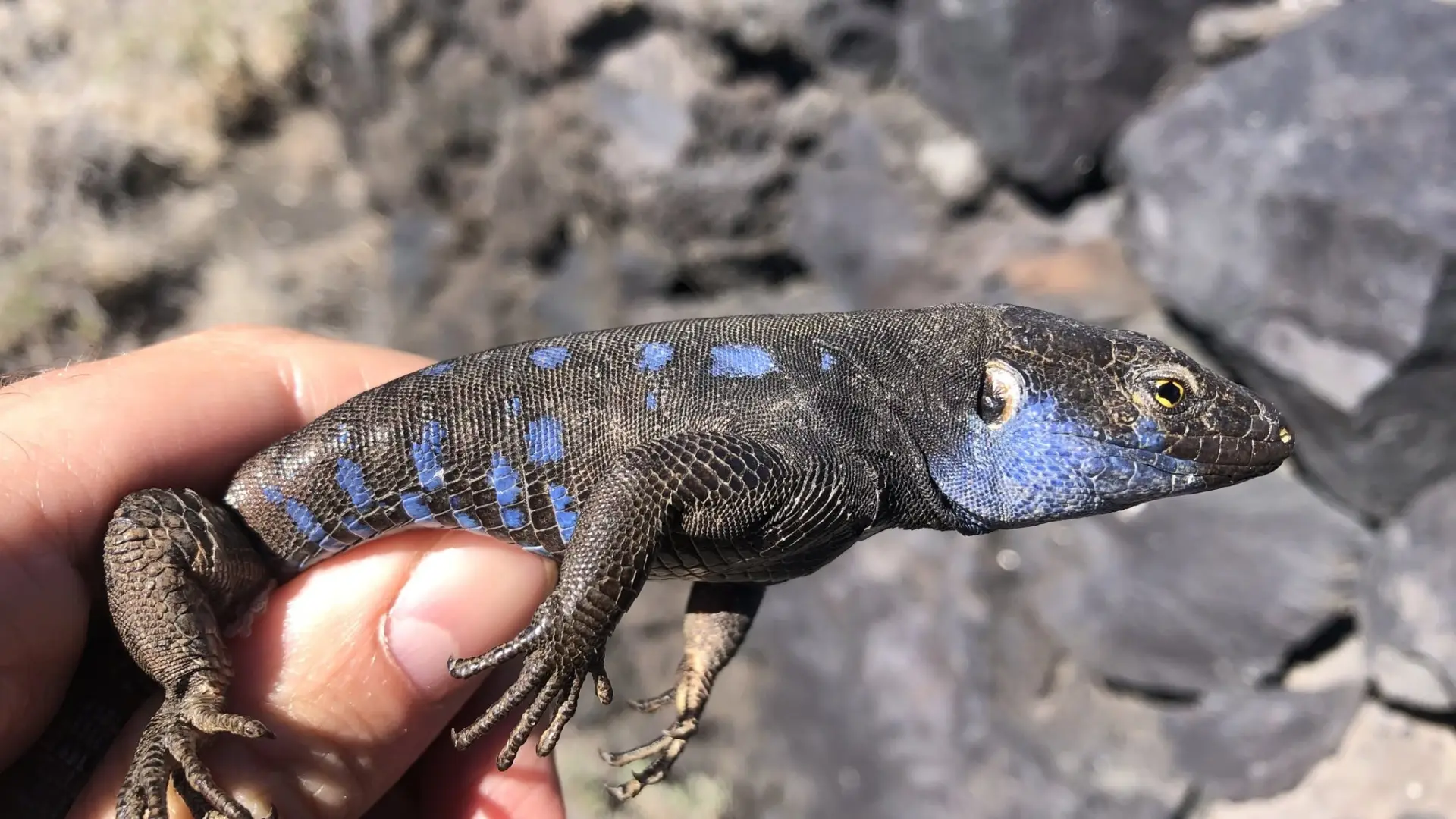 Incendios en Almería y descubrimiento de nueva especie de lagarto en Canarias