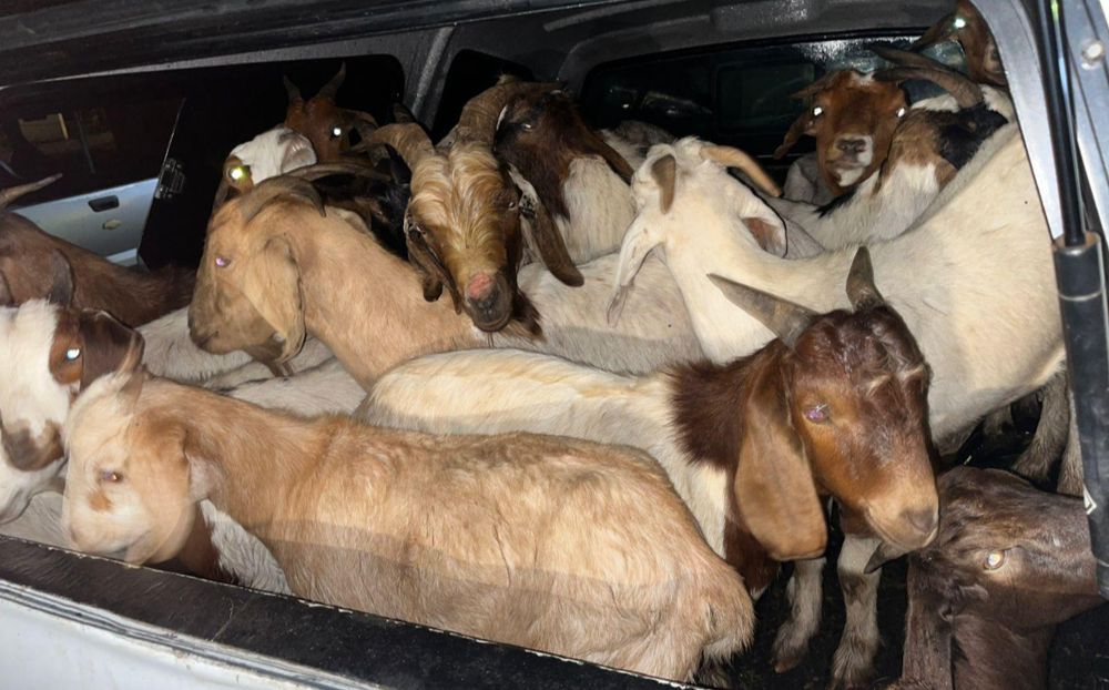 NSPCA investigates alleged animal sexual abuse cases in Mpumalanga and KZN, leading to arrests