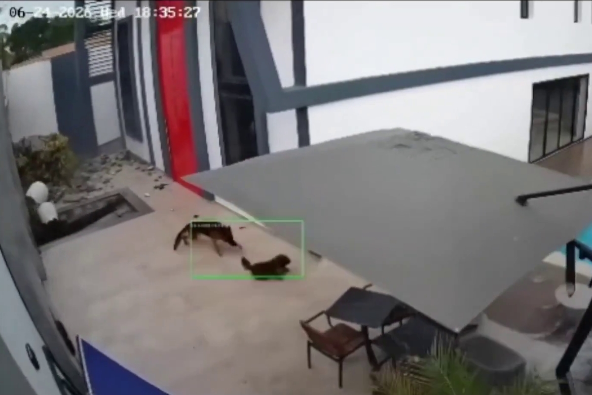 Perros reaccionan instintivamente durante el doble terremoto en Venezuela