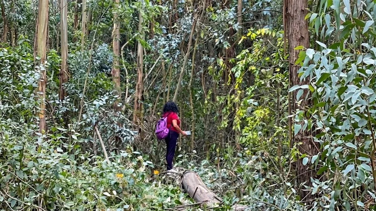 Vecinos de El Bosque protestan tala de árboles y alertan riesgos ambientales