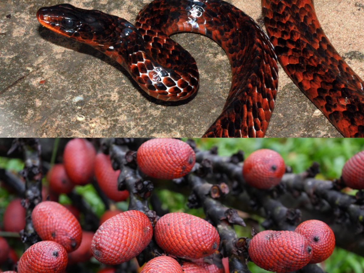 Canangucha serpiente: una especie amazónica y su importancia ecológica