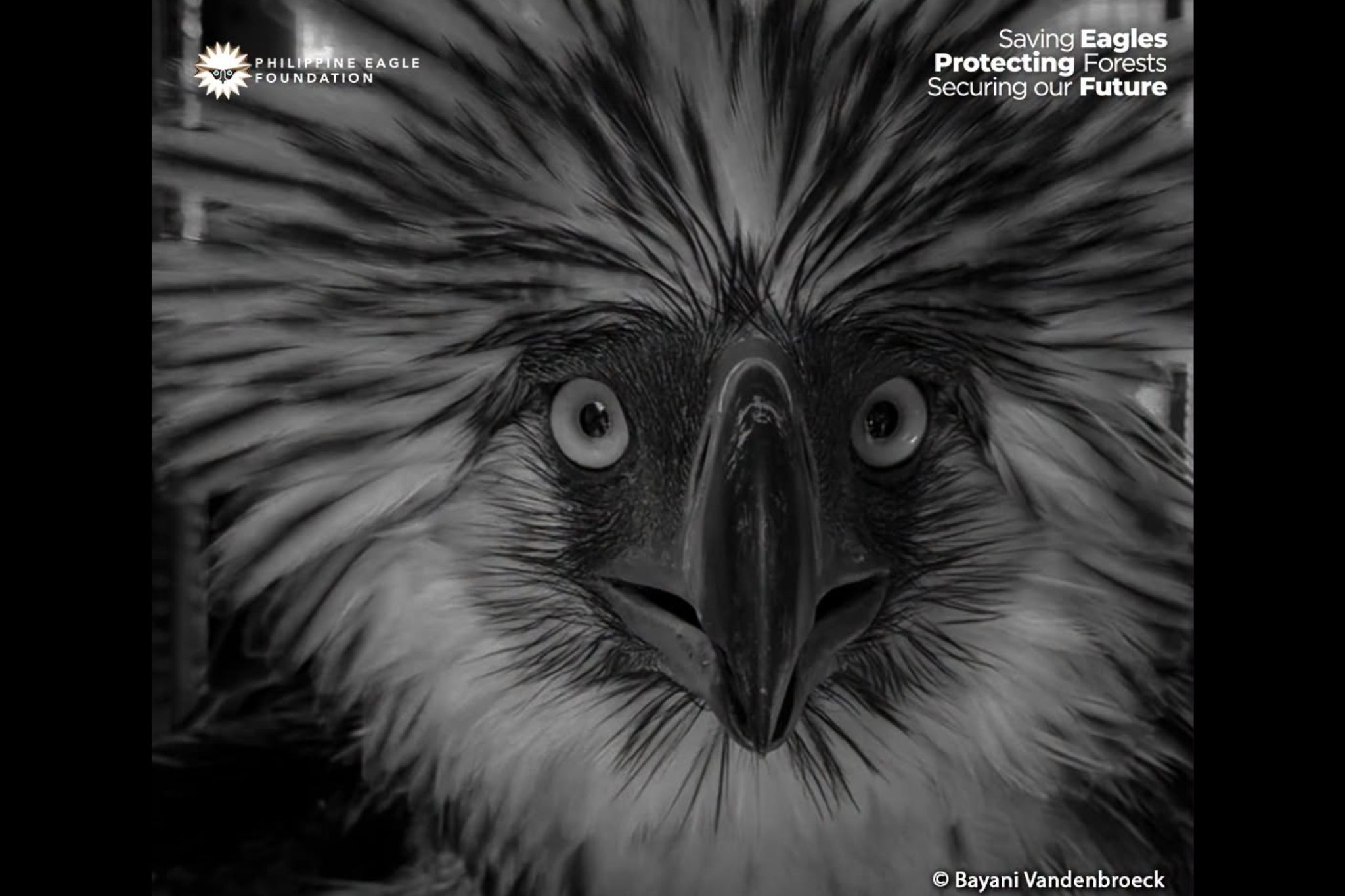 Philippine Eagle Dies After Rehabilitation