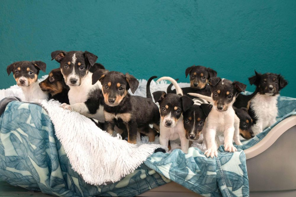 Tears Animal Rescue Urges Adoption and Fostering to Alleviate Winter Strain on Dogs