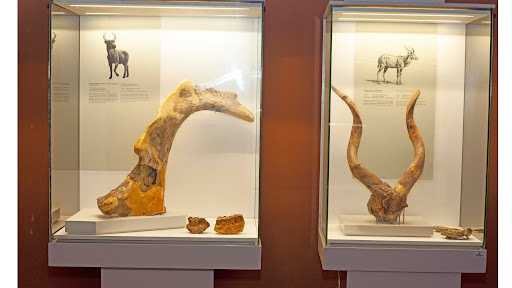 Tanzania's National Museum Launches Digital Transformation to Boost Tourism and Economy