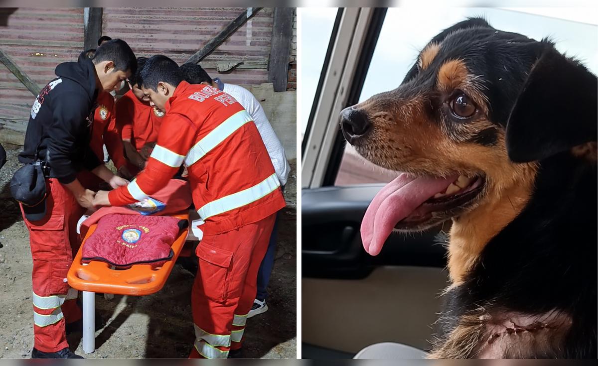 Bomberos de Piura despiden a Carbón, su fiel compañero canino