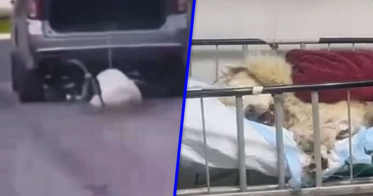 Perro Rocky hospitalizado en estado crítico tras ser arrastrado por camioneta en Saltillo