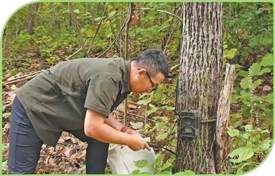 Science and Monitoring Safeguard Wildlife in Northeast China National Park
