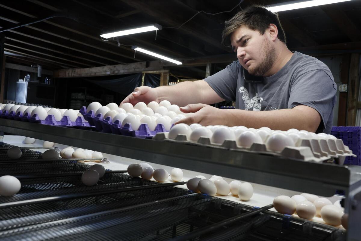 EE.UU. retira 1.5 millones de docenas de huevos por contaminación con salmonela