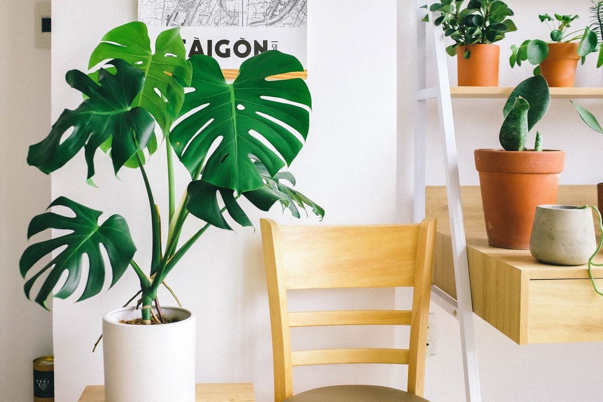 Cuidados esenciales para que tu monstera alcance su máximo potencial