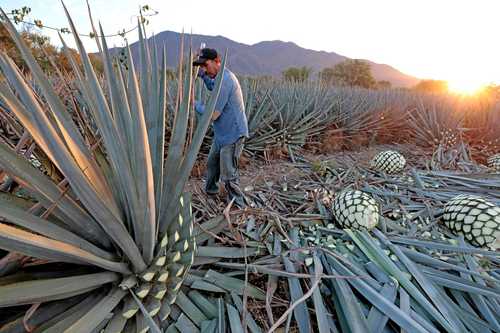 Tequila Exports Show Strong Growth and Aim for Historic Year
