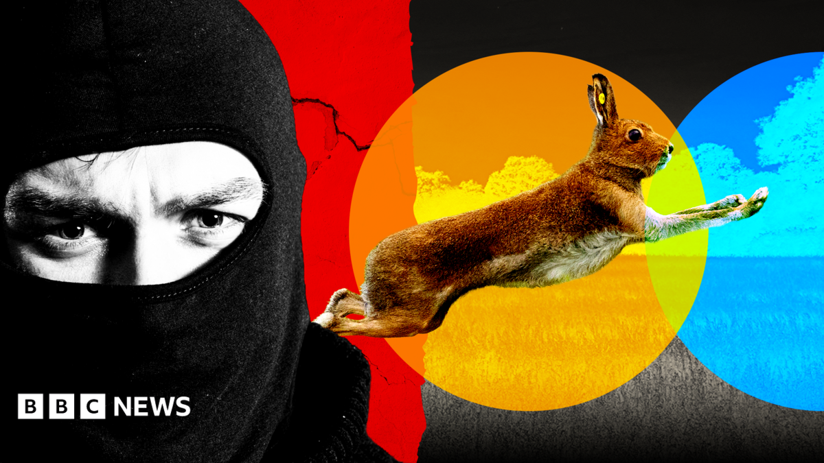 Illegal Hare Hunting and Its Impact on Rural Communities