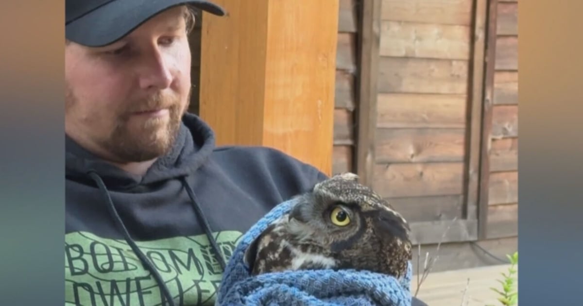 B.C. couple rescues great horned owl stuck in fence