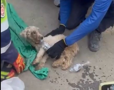 Rescate de Laila: La perrita sobrevive 29 días en escombros tras terremotos