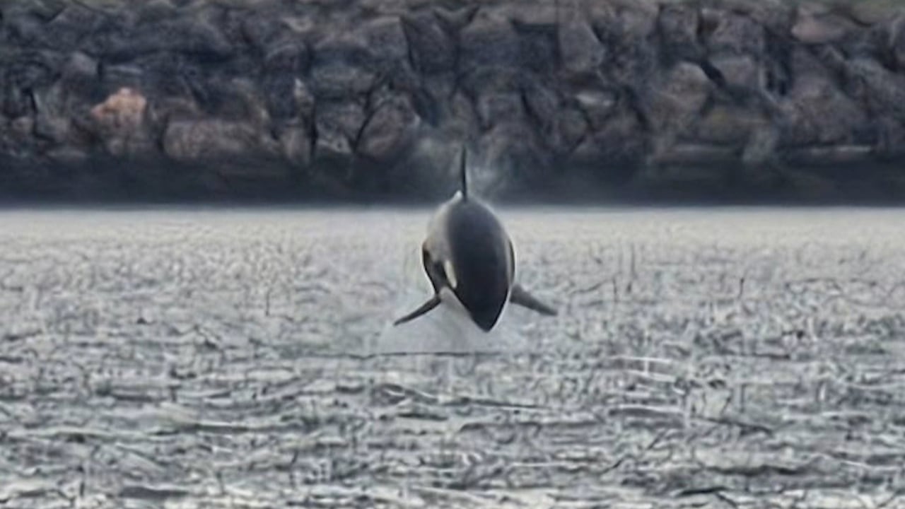 Orca observed swimming near the Canso Causeway in Cape Breton draws public attention