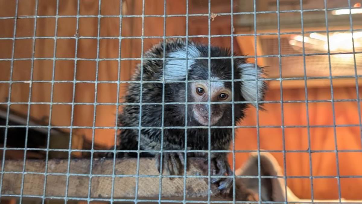 Exotic pets abandoned due to social media trends and legal loopholes