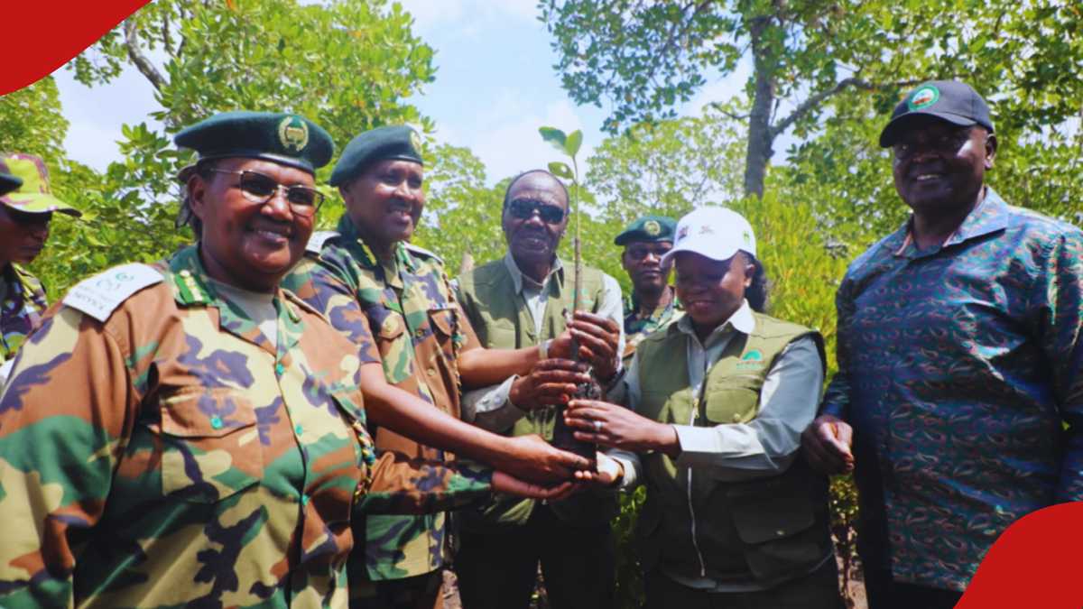 Kenya Urges Mangrove Conservation to Secure Climate Resilience and Coastal Livelihoods