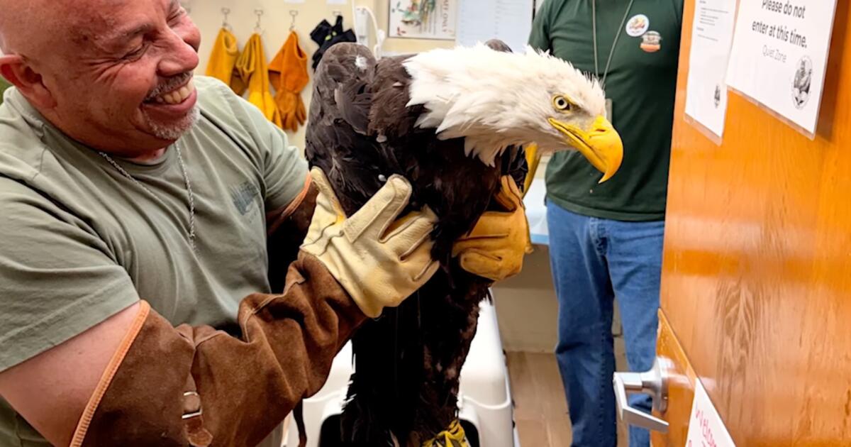 Big Bear Eagle Jackie Shows Signs of Recovery After Health Setback