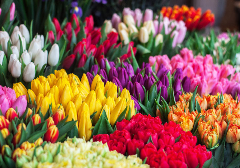 Flower Garden