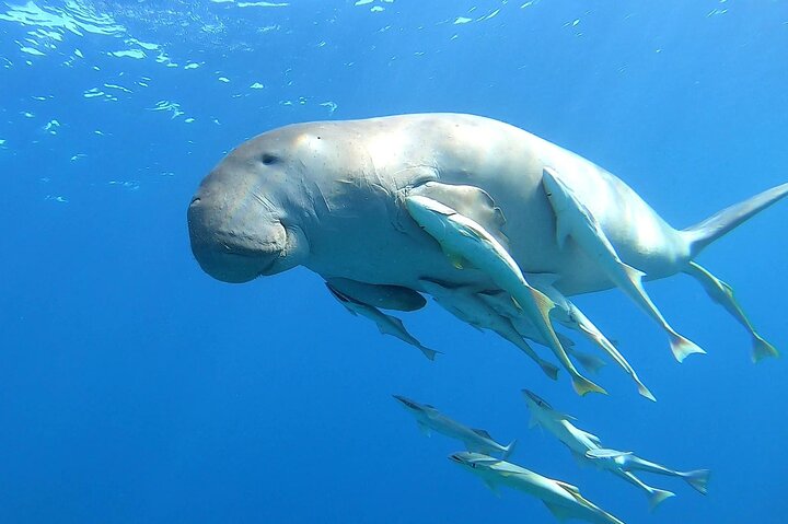 MARSA ALAM - Abu Dabbab