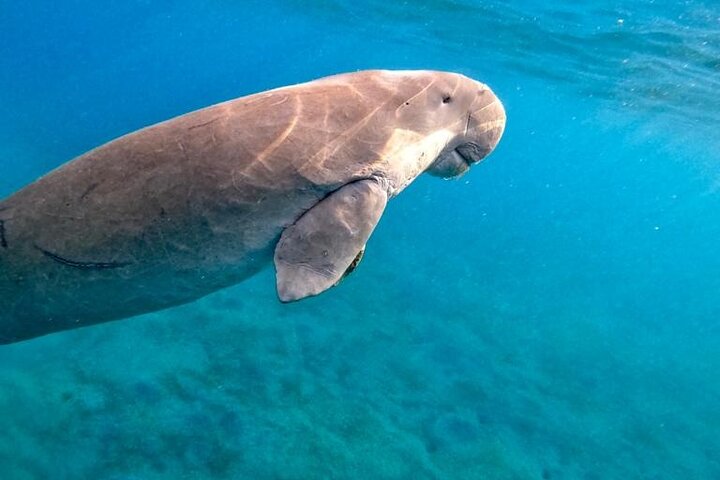 MARSA ALAM - Abu Dabbab