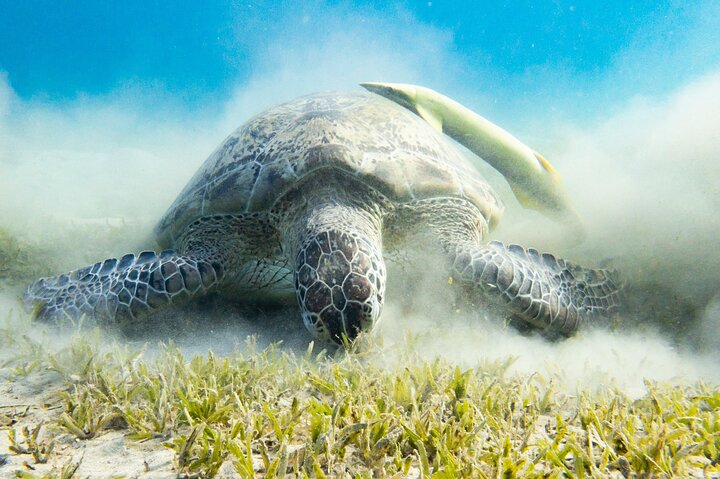 MARSA ALAM - Abu Dabbab