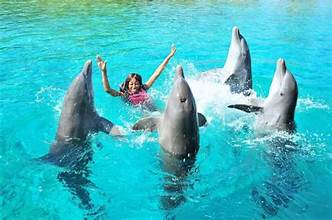 🐬 DOLPHIN SHOW – Hurghada - Une Expérience Familiale Incroyable avec les Dauphins ✨🐬