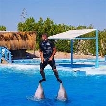 🐬 DOLPHIN SHOW – Hurghada - Une Expérience Familiale Incroyable avec les Dauphins ✨🐬