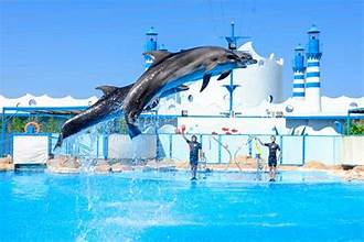🐬 DOLPHIN SHOW – Hurghada - Une Expérience Familiale Incroyable avec les Dauphins ✨🐬