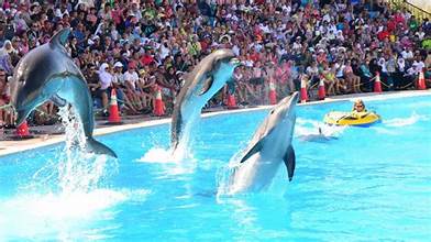 🐬 DOLPHIN SHOW – Hurghada - Une Expérience Familiale Incroyable avec les Dauphins ✨🐬