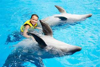 🐬 Nager avec les Dauphins à Hurghada Une Expérience Unique au Cœur de la Mer Rouge ✨🌊