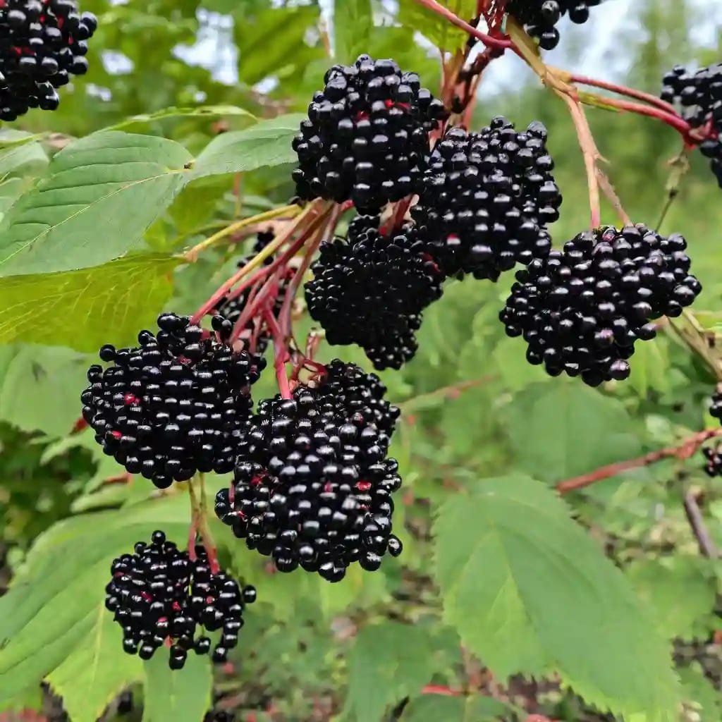 How to Grow Your Own Elderberries from Seeds A Complete Guide Grow IT