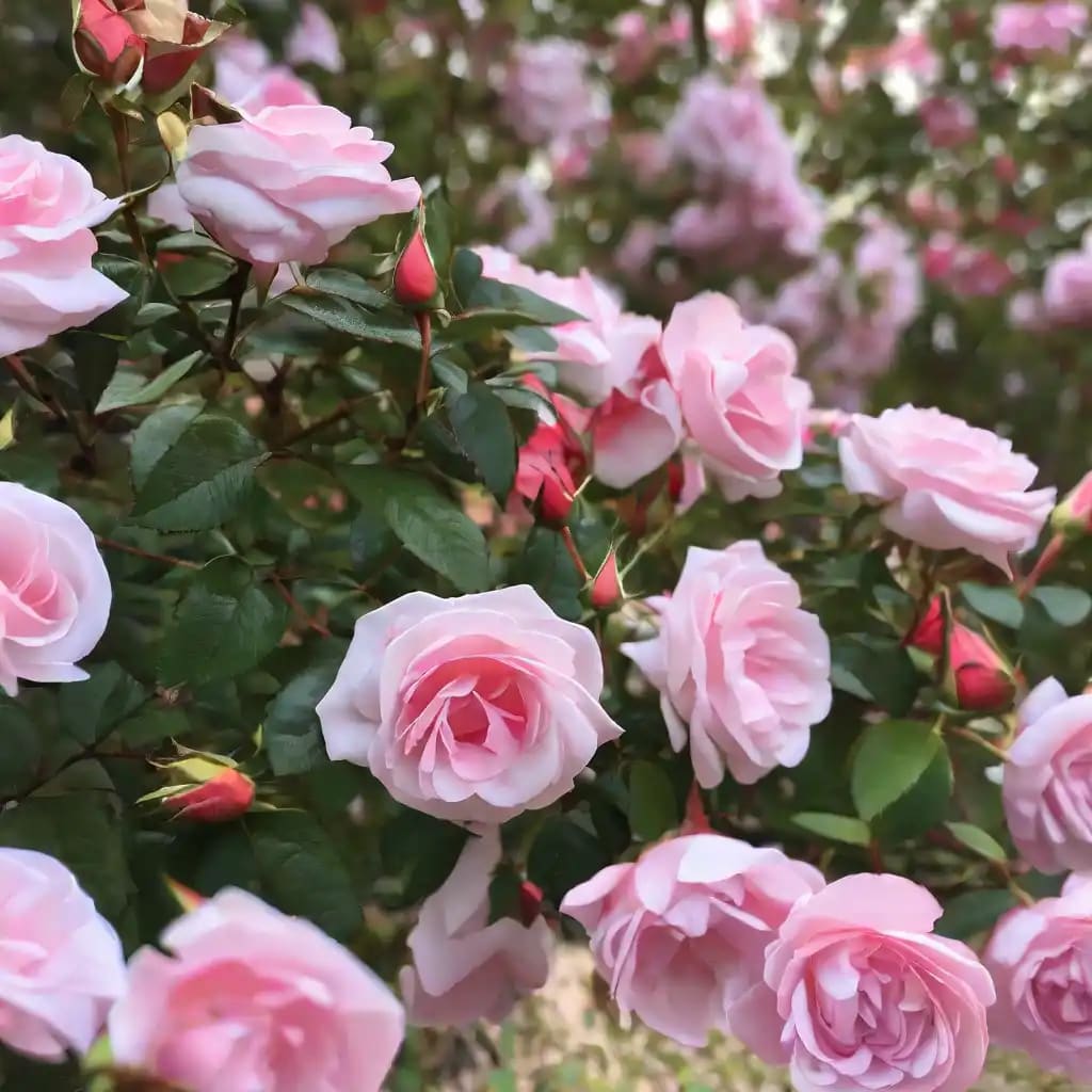 How to Grow Your Own Roses from Seeds A Complete Guide Grow IT