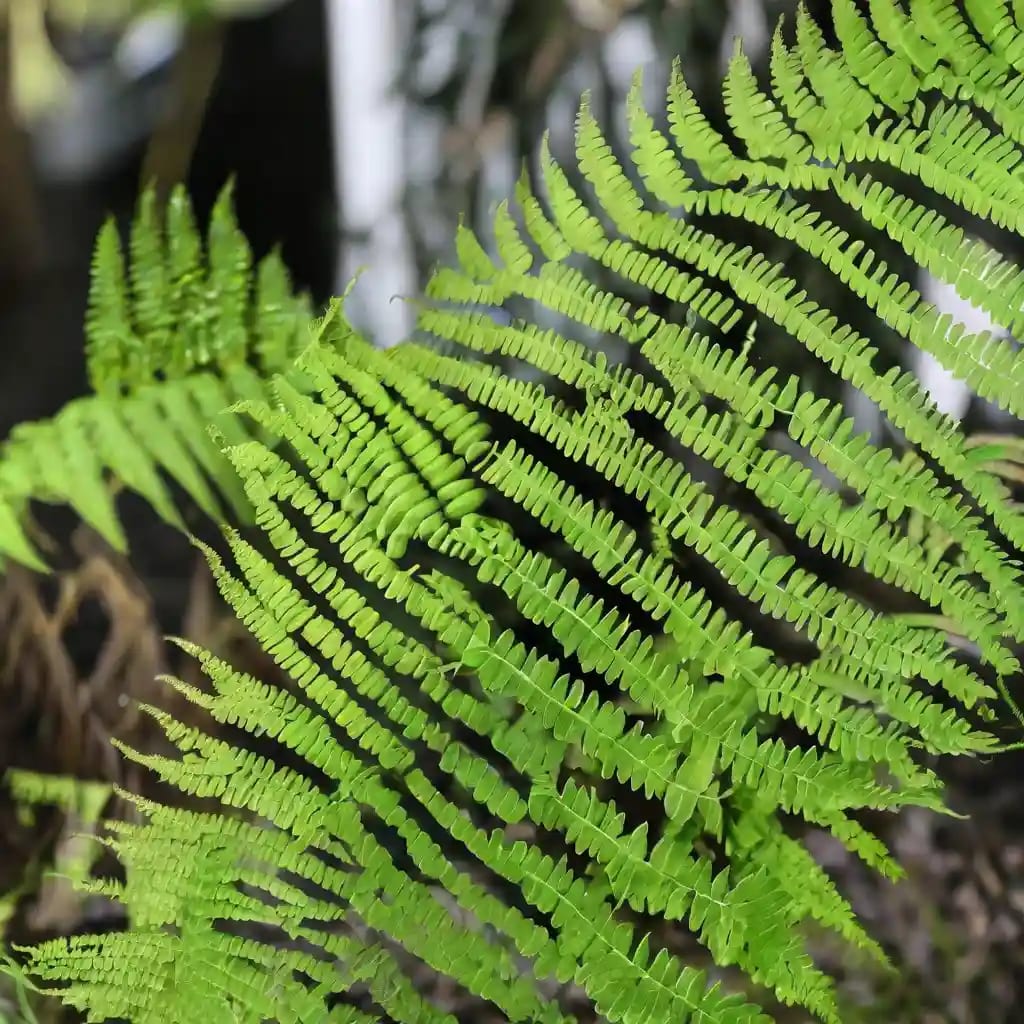 How to Grow and Care for a Hurricane Fern The Twisted Bird's Nest Fern