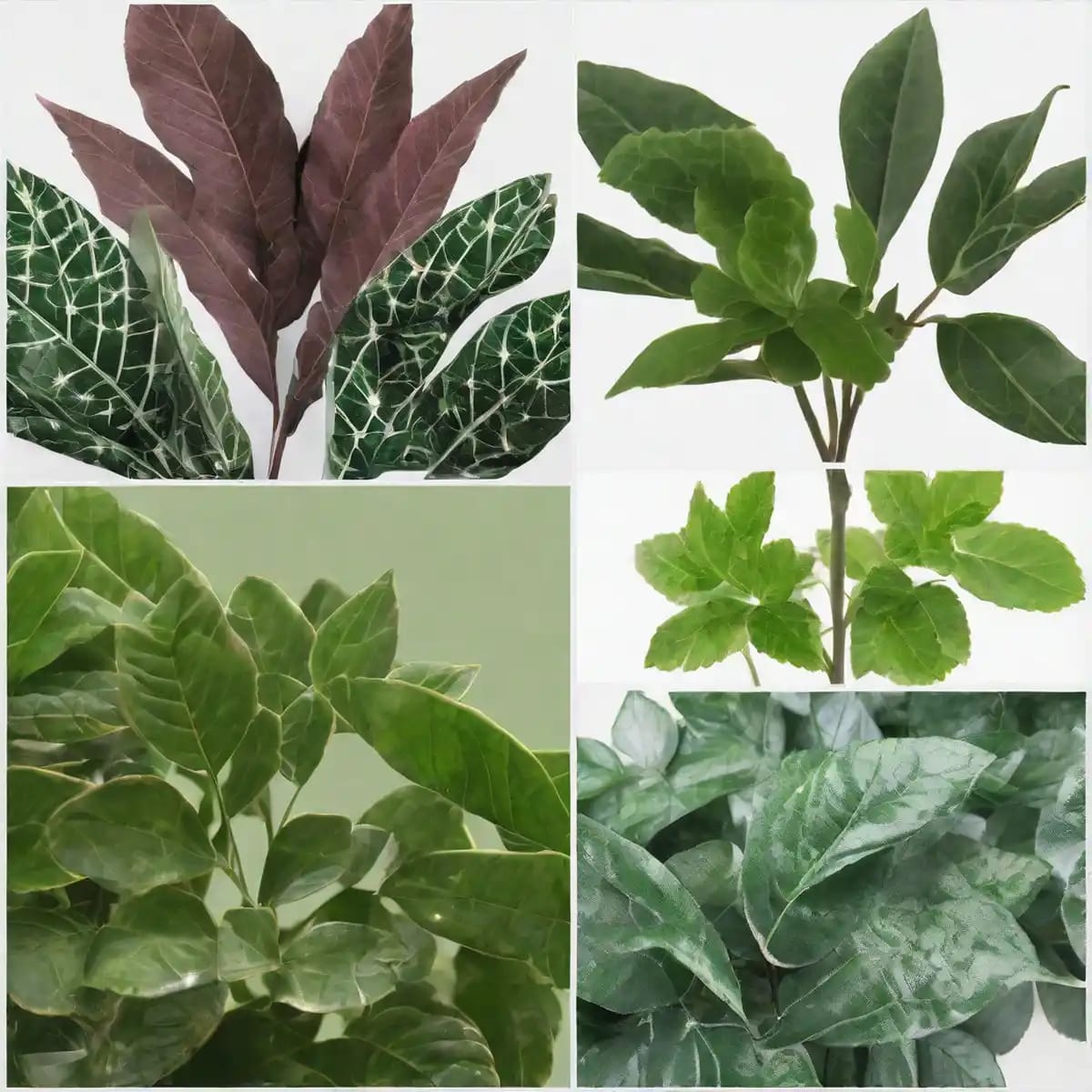 How to Keep Your Foliage Plants Alive and Thriving: A Complete Guide ...