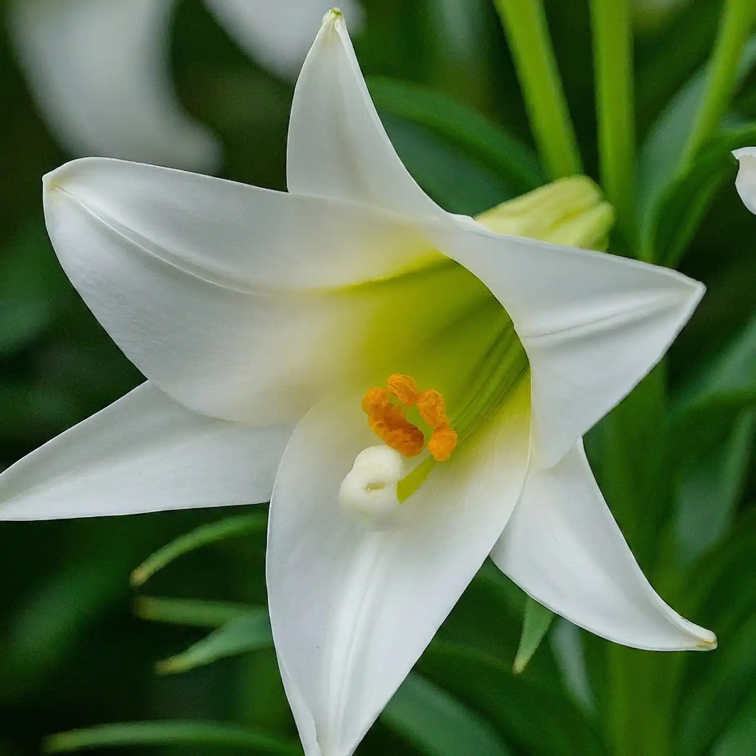 10 Foolproof Steps to Stunning Lily Blooms (Even for Beginners!) - Grow IT