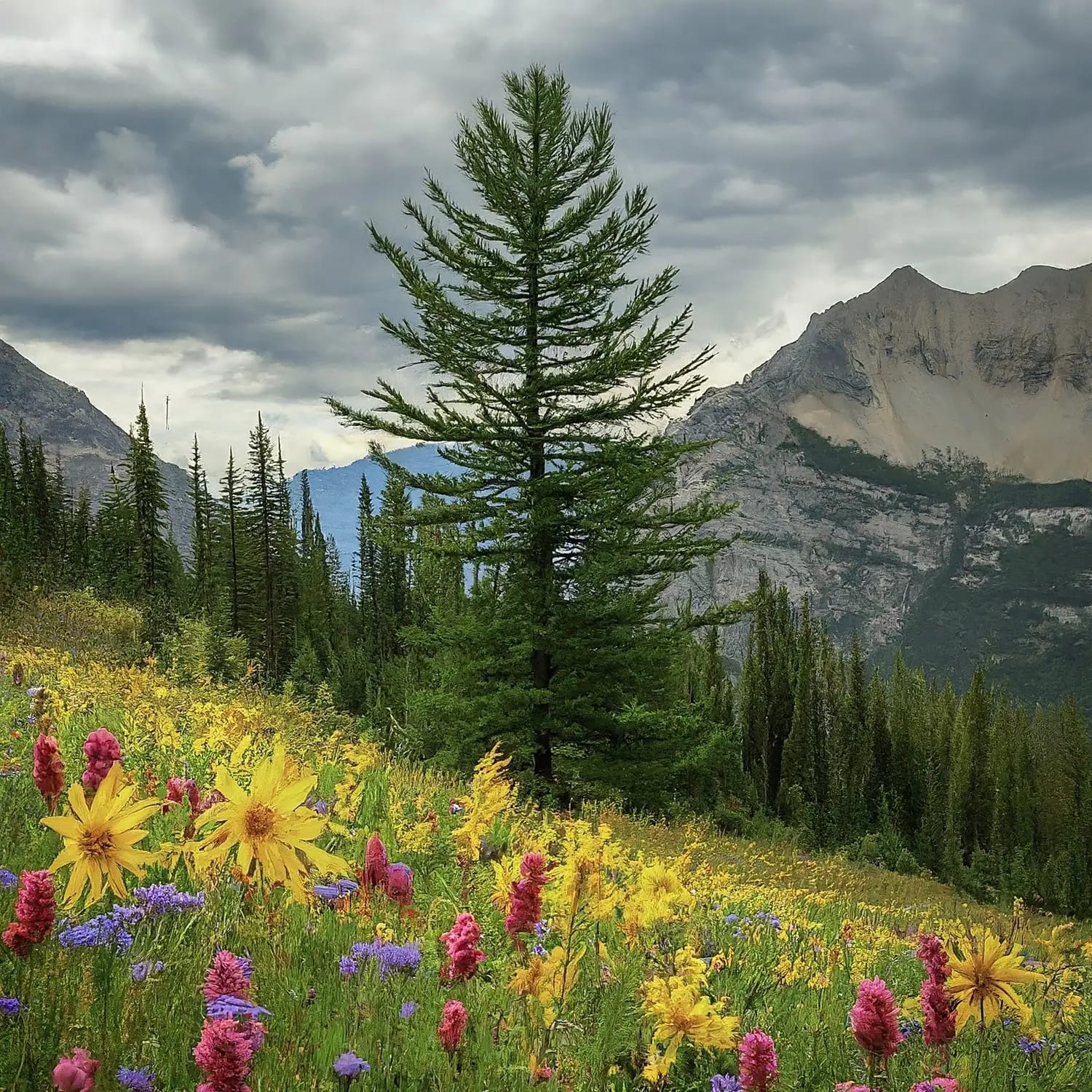The Larch Misunderstood: A Gardener's Guide to a Conifer Gem (Not ...