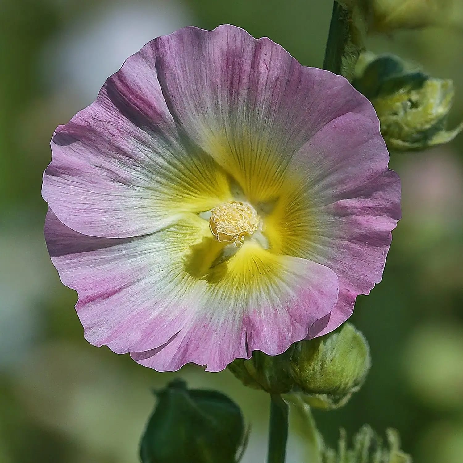 10 Sweet Secrets to Growing Gorgeous Marshmallow Flowers - Grow IT