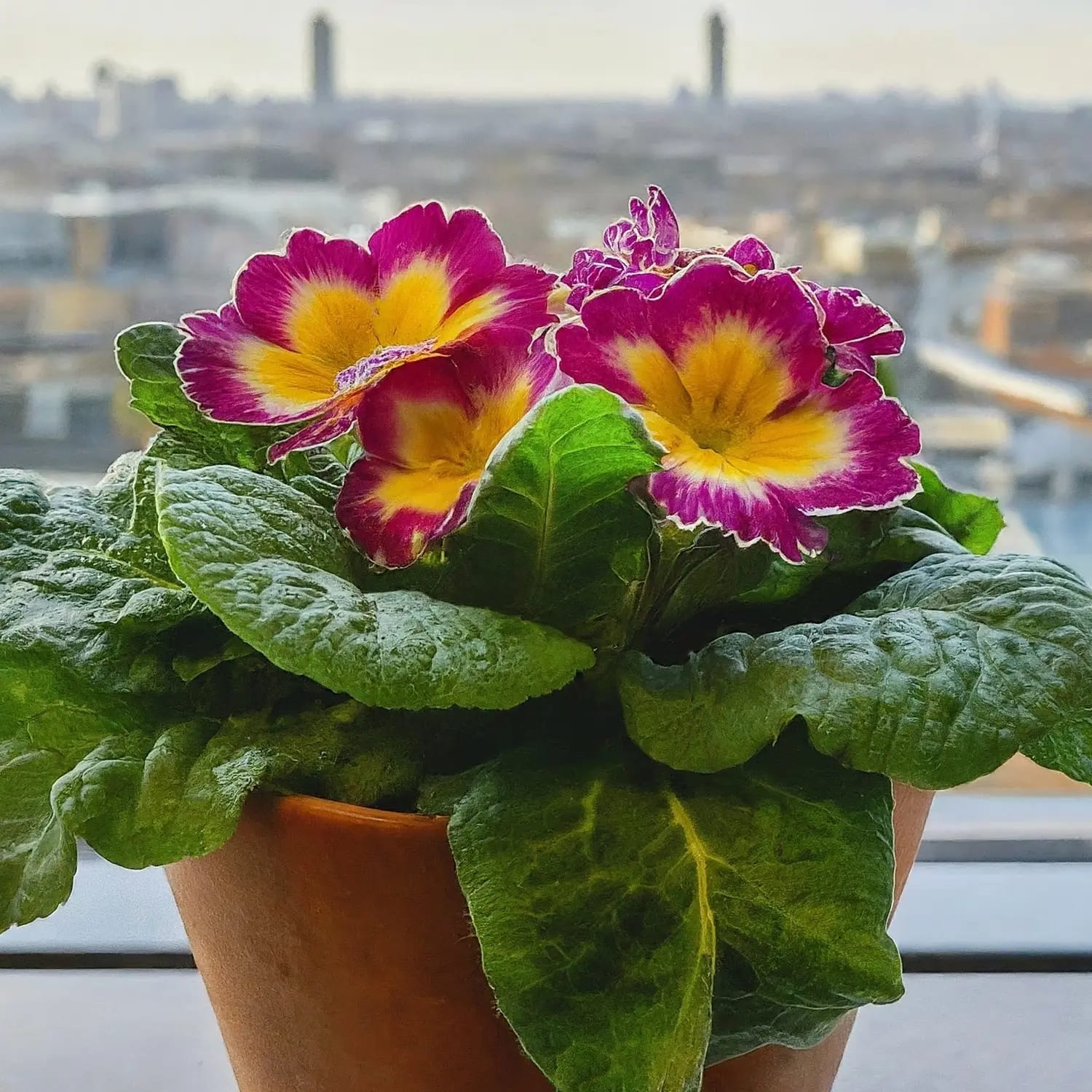 Primrose Teapy How to Grow Thriving Primrose Flowers: A Comprehensive Guide - Grow IT