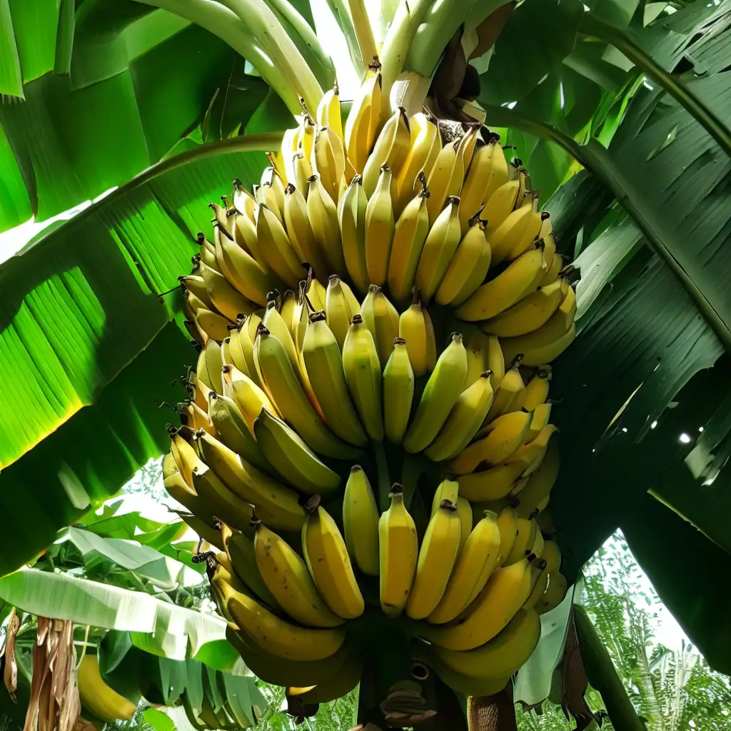 How to Grow Your Own Bananas Without Seeds: A Complete Guide