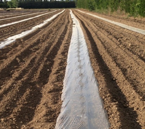 Paillage Transparent