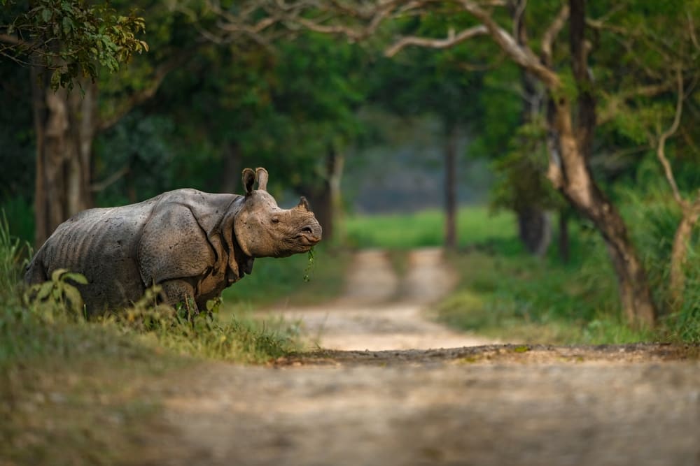 One horned rhinoceros, Kaziranga