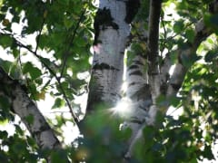 Первая в мире вакцина против аллергии на березу