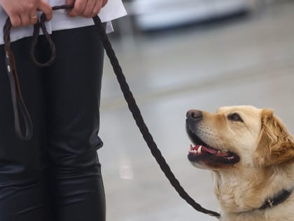 Виджет для владельцев домашних животных стал доступен в личном кабинете на mos.ru
