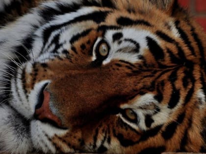 «До 30 килограммов»: Московский зоопарк рассказал необычные факты о тиграх