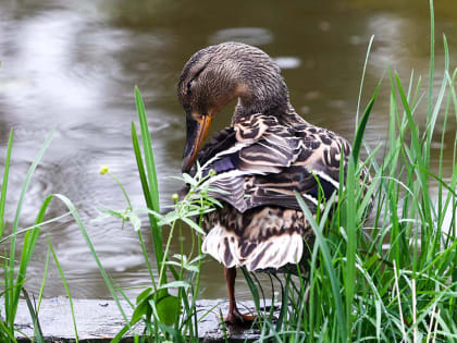 «Утки плыли по тротуарам»: река Яуза вышла из берегов из-за сильного ливня в столице