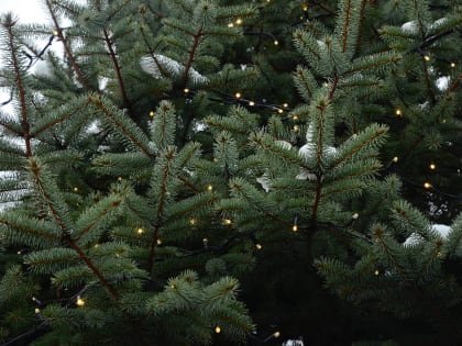 Сдать елку на переработку после праздников можно в центре столицы