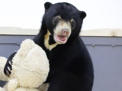 Гости Московского зоопарка смогут впервые увидеть малайского медвежонка 3–9 января