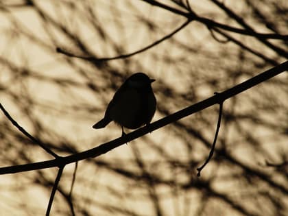 На крыльях весны: какие птицы вернулись в Москву после зимовки