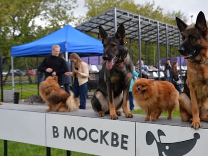 Сергунина: еще 24 площадки нового типа для выгула собак откроют в Москве